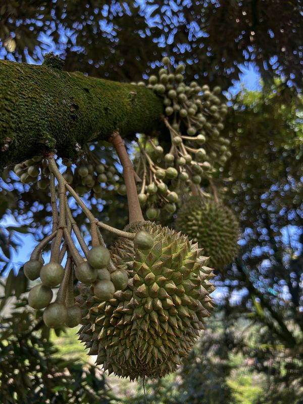 Musang King